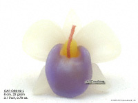 Wholesale Floating Candles, Thailand