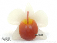 Wholesale Floating Candles, Thailand