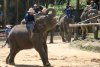 Jedicreations at the Mae Sa Elephant Camp