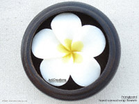 White Frangipani soap flower